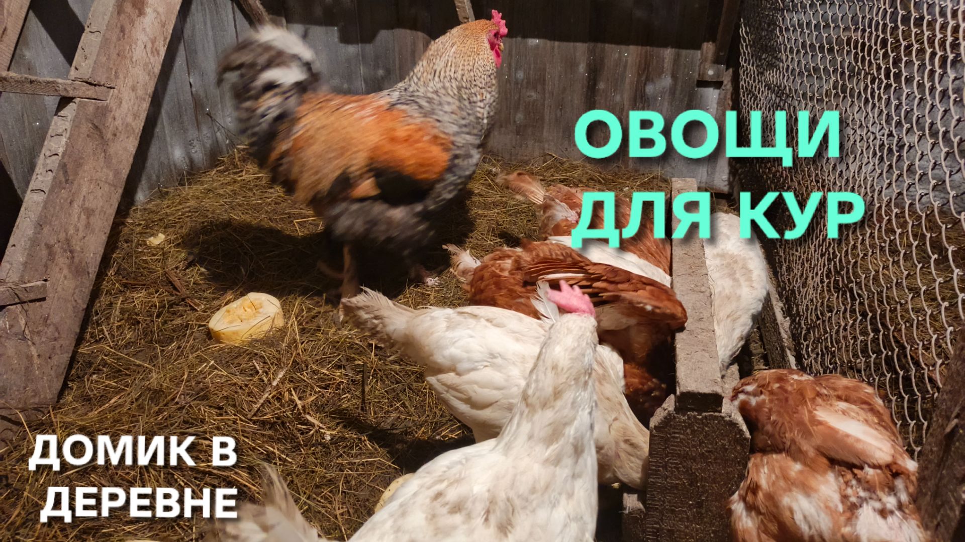 Жизнь в деревне Какой самый любимый овощ у кур-несушек