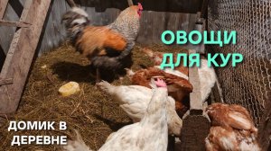 Жизнь в деревне Какой самый любимый овощ у кур-несушек