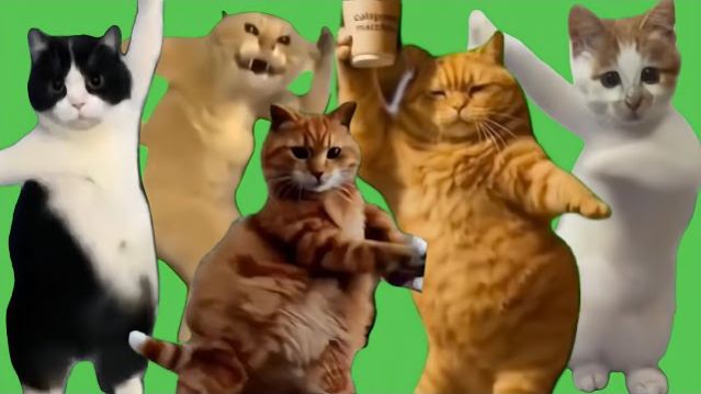 ТАНЦУЮЩИЕ МЕМЫ! САМЫЕ МИЛЫЕ И СМЕШНЫЕ КОТИКИ В ПОДБОРКЕ! РЕАКЦИЯ