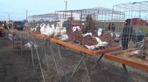 Птичий рынок. Кропоткин. [22.02.2025]