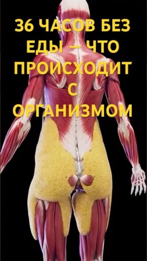 36 ЧАСОВ БЕЗ ЕДЫ — ЧТО ПРОИСХОДИТ С ОРГАНИЗМОМ ✨