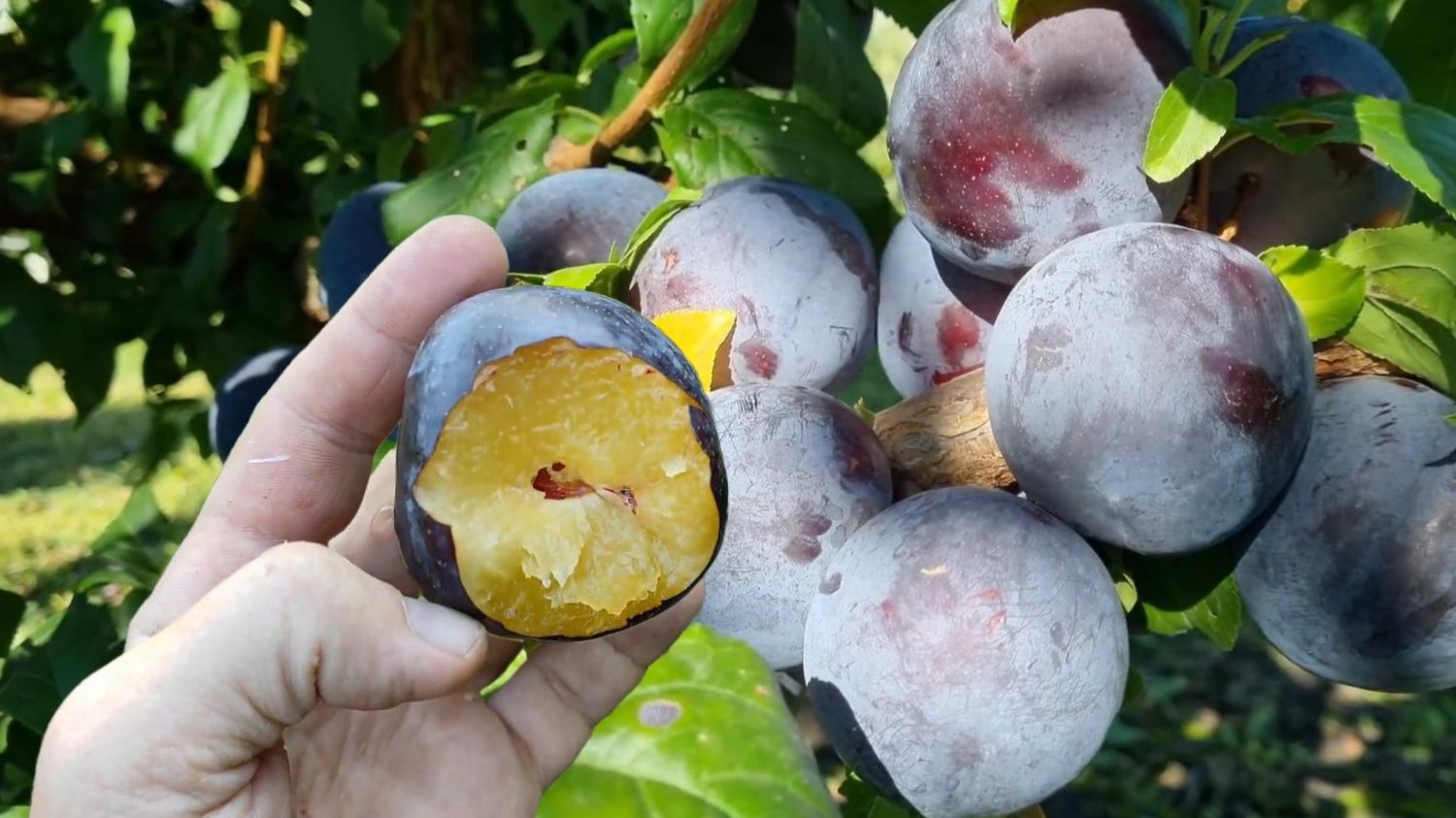 Слива диплоидная Анжелино Ростов-на-Дону | Маленькие Сады