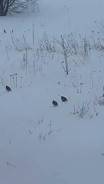 куропатки прилетели