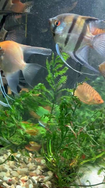 Скалярии и гурами в аквариуме #гурами #скалярии #аквариум