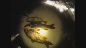 Весна, подводная охота, сазан, окунь.