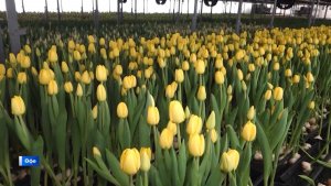 Халыҡ-ара ҡатын-ҡыҙҙар көнөнә лә һынаулы ғына көндәр ҡалды