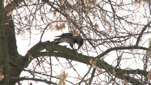 КТО НА ТРОНЕ