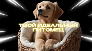 SUPERСЕМЕЙКА - Как выбрать себе собаку?