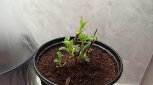 Как содержу саженцы гортензий до высадки в открытый грунт