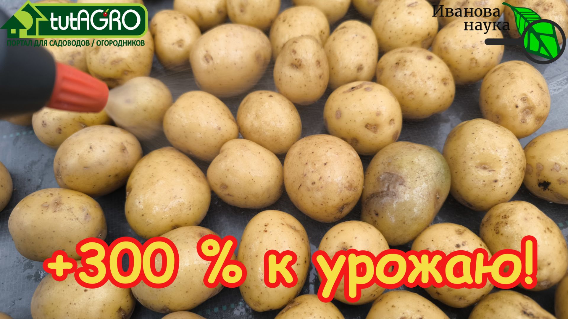 Соседи ахнут! Из БОЛЬНОГО КАРТОФЕЛЯ - РЕКОРДНЫЙ УРОЖАЙ! Подготовка картофеля для раннего урожая.