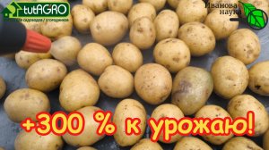 Соседи ахнут! Из БОЛЬНОГО КАРТОФЕЛЯ - РЕКОРДНЫЙ УРОЖАЙ! Подготовка картофеля для раннего урожая.