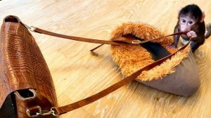 Николь такая смешная, взяла лежанку, бутылочку с молоком, мою сумку и собралась гулять❤️