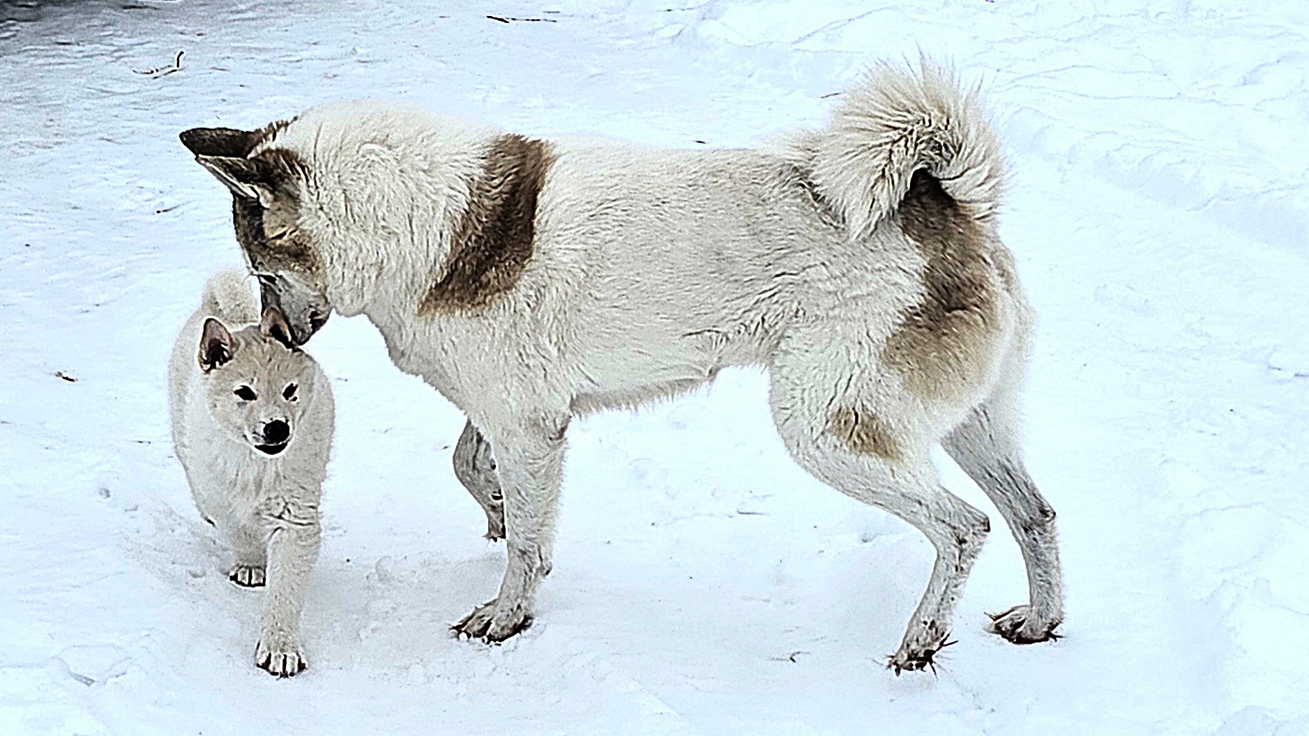 Белкунья с щенком