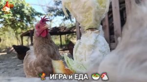 Кормление кур овощами и фруктами для зарядки и от скуки 🥗🐓🤗  (67)