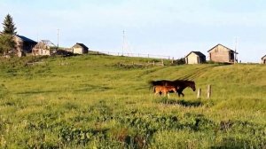 Летнее утро