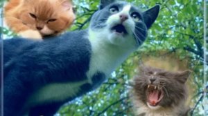 Не Васьки это - звери Ст. Розалии Мартысь, Исп. Семёна Вайсера. Клип Веры Абрамовой.