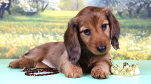 такса Галактика из Страны Грёз