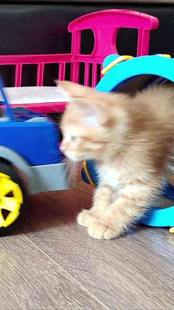 Игрушки для котят и детей.