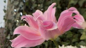 БОГ ПОМОГАЕТ ТЕБЕ. Библия