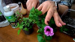 ЭКОНОМИМ НА РАССАДЕ!!! ЧЕРЕНКОВАНИЕ ПЕТУНИЙ ТОЛЬКО ТАК!!