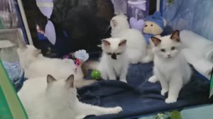 ЗООФЕСТ ЭКО в Крокус Экспо 01.03.2026 г.