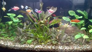 Мои аквариумы 02.03.2026г.