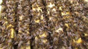 работа с пчелами в марте, пчела Элгон на ячейке 4,79 мм в малоформатном улье, 2.03.2026