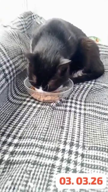 Наш Васенька на второй день  после операции.