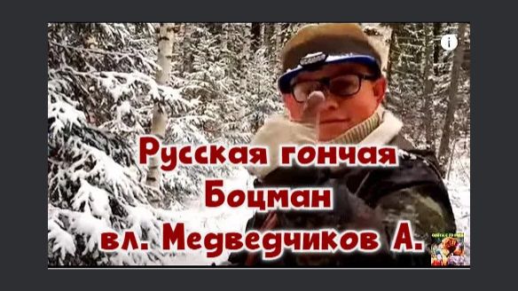 Русская гончая  Боцман вл. Медведчиков А.#охотасгончей#собака #животные #топ #hunting