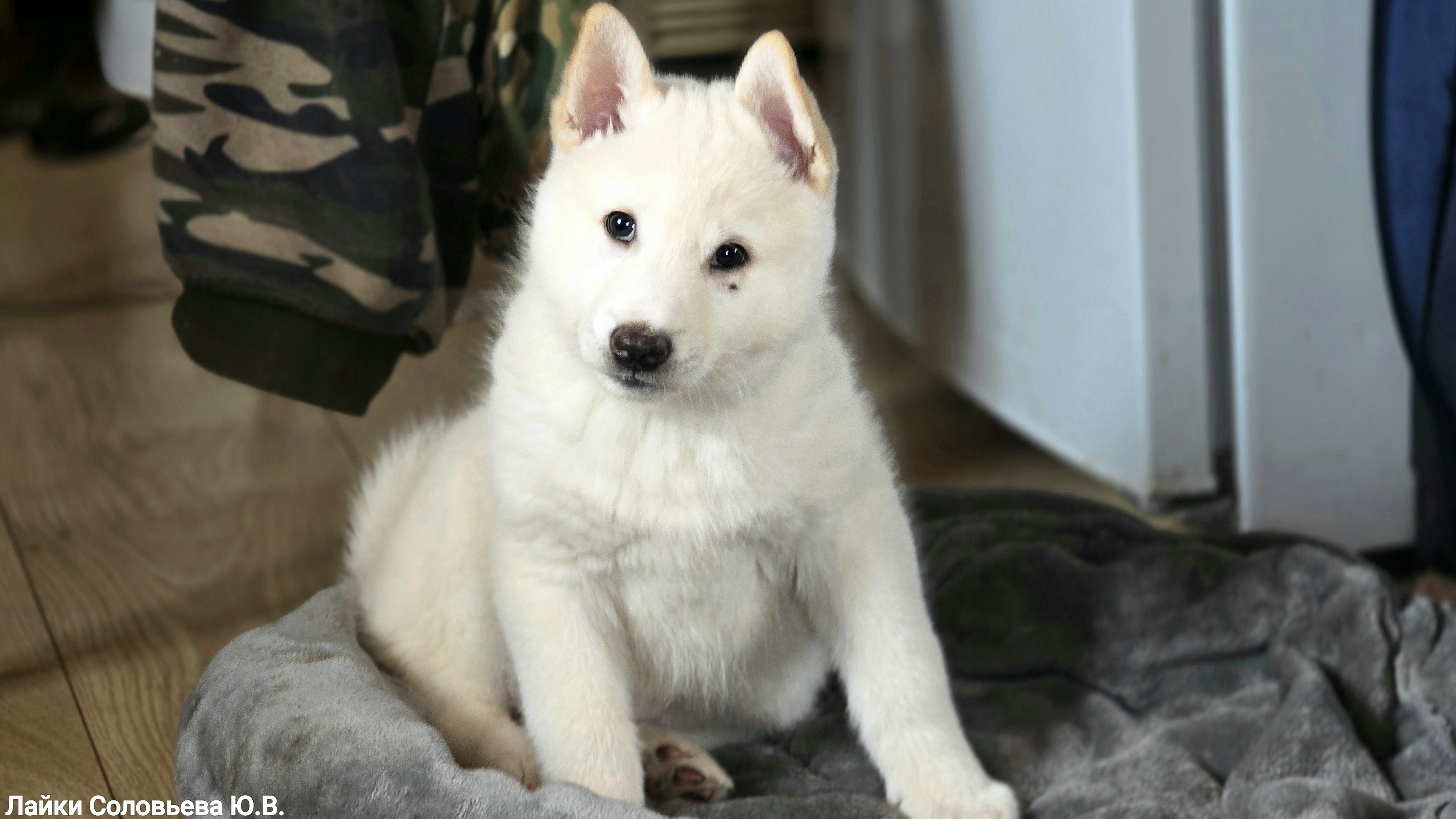 Щенок рыбу заценил