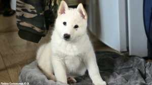 Щенок рыбу заценил