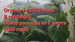 Мой выбор огурцов на сезон 2026 год!!!Посадка в теплицу!!!