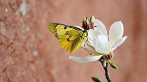 Романс о Женщине и Весне Нежное признание Струнный квартет @svetlakan3694