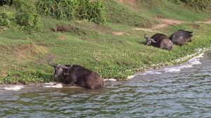 Пумбо очень трусливый, Уганда