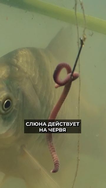 🐟🤔 Рыбацкие приметы и суеверия