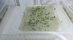 МИКРОЗЕЛЕНЬ НОВЫЙ СЕЗОН