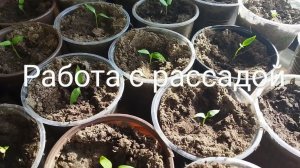 Продолжаю работать с рассадой