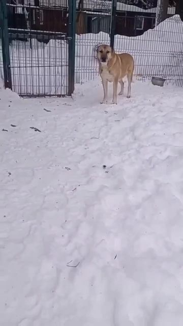 Настоящий верный друг САО Ямал 🍀ищет 🏠❗Пост в описании 🎥 #собака #сао #алабай #волкодав #любовь