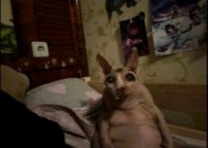 Дом с другом