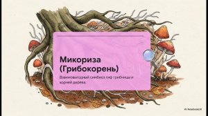 Биология 7 класс параграф 23 ШЛЯПОЧНЫЕ ГРИБЫ краткий пересказ
