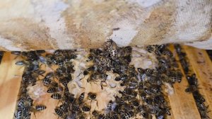 Без паники!!! В зимовнике +9°С