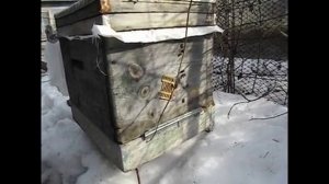 март, выставил из зимовника пчелу бакфаст с И.О. маткой, пчелы сразу пошли на облет ( архив )