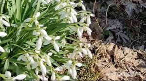 ВЕСНА СПУСКАЕТСЯ С НЕБЕС