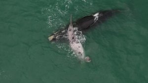 ЮАР: киты в океане и наблюдение за китами в Южной Африке