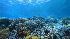 фильм о ядовитых животных 🐾