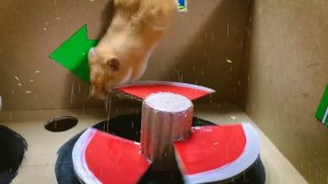 Спасите Землю с помощью лабиринта Hamster Traps в игре Hamster Stories