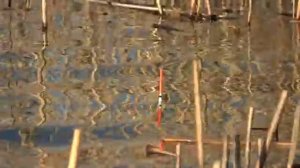 ЗАБРАЛСЯ НА ЛОДКЕ В ДЕБРИ, ГДЕ САЗАН ЖИРУЕТ! Рыбалка на поплавок. Ловля сазана.