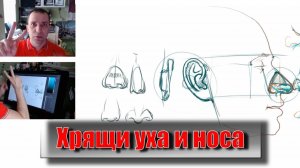 Хрящи уха и носа. Пластическая анатомия. - А. Рыжкин
