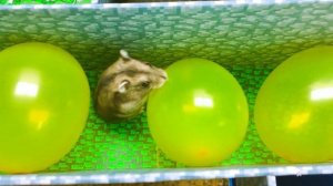 🐹 Побег хомяка из тюрьмы в Minecraft. Тюремный лабиринт 😲 Реальные истории о полицейском