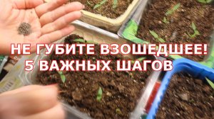 Перцы и баклажаны ВЗОШЛИ! 🌱 Срочно сделайте ЭТО: секрет толстого стебля и мощных корней